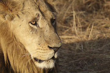 Image showing Lion face