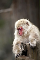 Image showing Japanese monkey