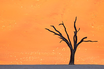 Image showing Deadvlei tree