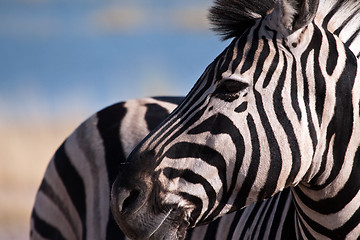 Image showing Zebra.