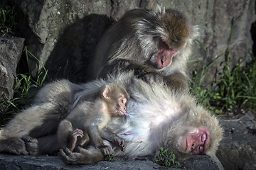 Image showing Macaques family