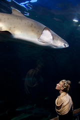 Image showing Watching a shark