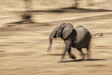 Image showing elephant