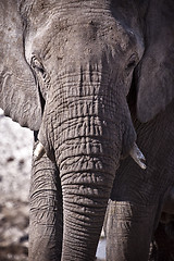 Image showing Elephant