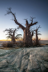 Image showing Baobab trees