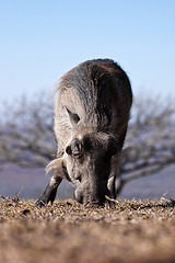 Image showing warthog