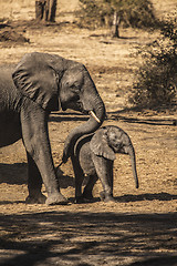 Image showing Mother and baby elephant