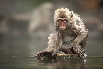 Image showing Japanese monkey