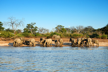 Image showing Drinking Elephants