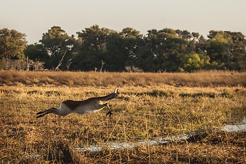 Image showing Leaping Lechwee