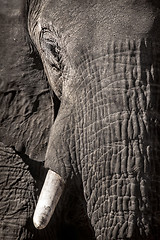 Image showing Elephant face