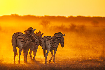 Image showing Zebra's