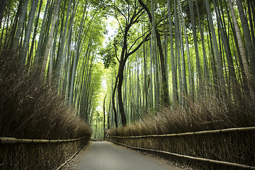 Image showing Bamboo grove