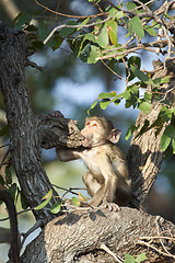 Image showing Baboon