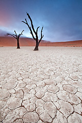 Image showing Deadvlei trees