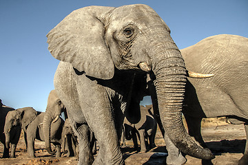 Image showing Elephant