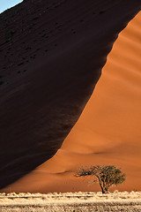 Image showing Camelthorn tree and large dune