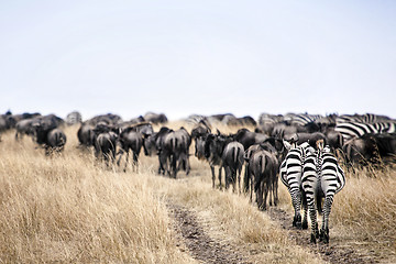 Image showing Zebra's 