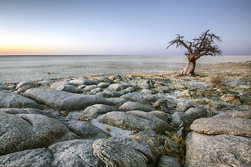 Image showing Baobab tree