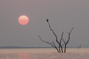 Image showing Fish eagle