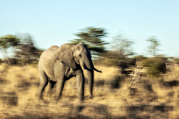 Image showing Running bull elephant