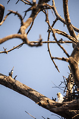 Image showing Fish Eagle in her nest