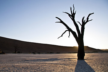 Image showing Tree in Deadvlei