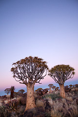 Image showing Quiver trees