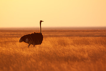 Image showing Ostrich