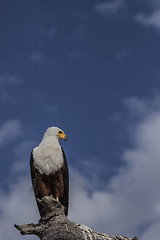 Image showing Fish Eagle