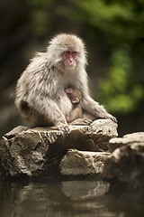 Image showing Japanese Monkey.