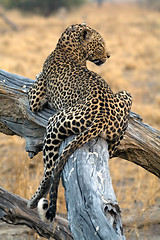 Image showing Leopard