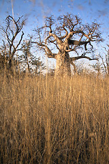 Image showing Lone Baobab tree