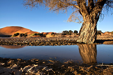 Image showing Camel Thorn tree