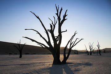 Image showing Petrified tree