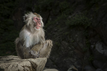 Image showing Japanese macaque