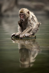 Image showing Japanese macaque