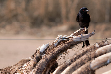 Image showing Bird on a rib cage