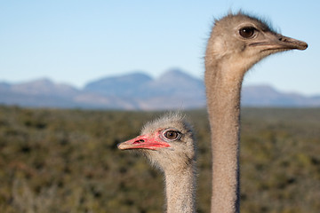 Image showing Ostrich