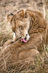 Image showing Lioness