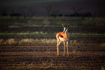 Image showing Lone Springbok