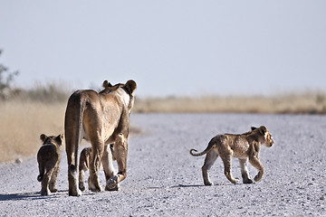 Image showing Lioness and cubs