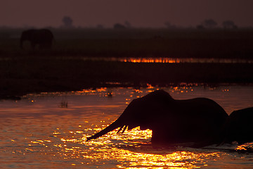 Image showing Elephant