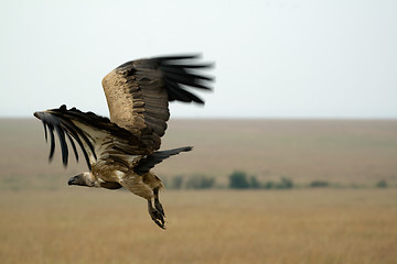 Image showing Vulture