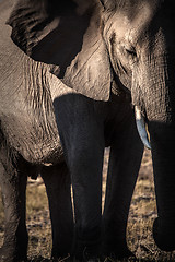 Image showing Elephant