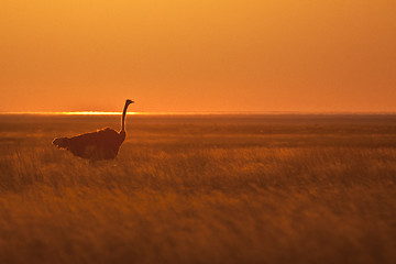 Image showing Ostrich