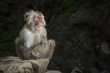 Image showing Japanese Macaque 