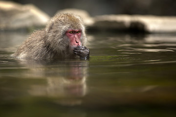 Image showing Japanese Macaque 