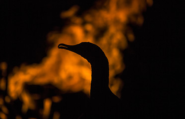 Image showing Cormorant 