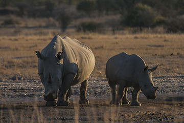 Image showing Rhinos